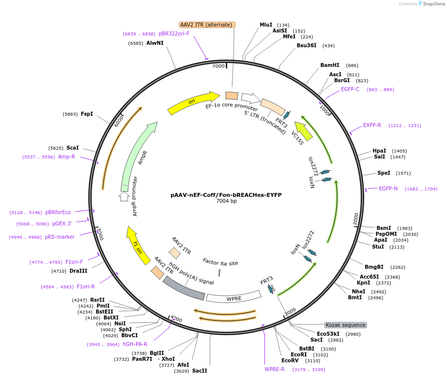 137147-plasmid-map-sequence-id-271943