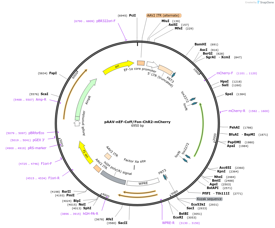 137144-plasmid-map-sequence-id-271947