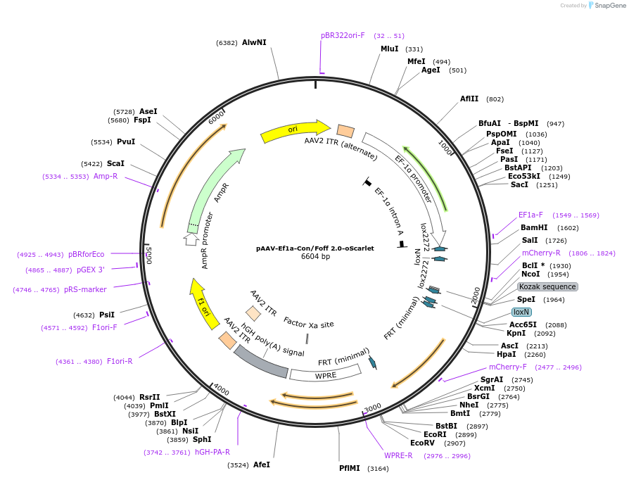 137137-plasmid-map-sequence-id-271949
