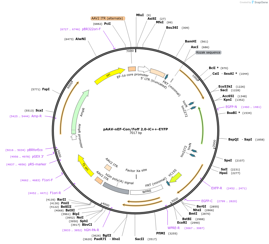 137156-plasmid-map-sequence-id-271952