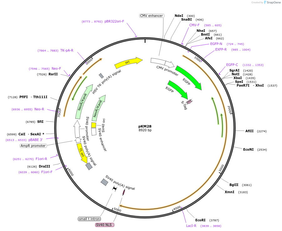 134226-plasmid-map-sequence-id-271954
