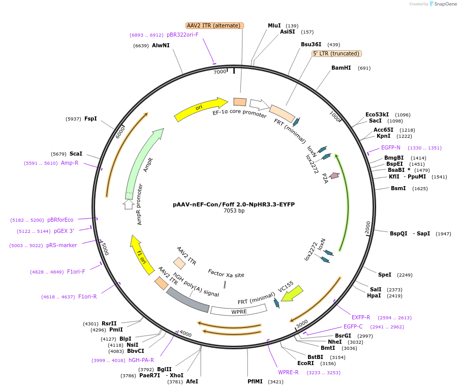 137153-plasmid-map-sequence-id-271955