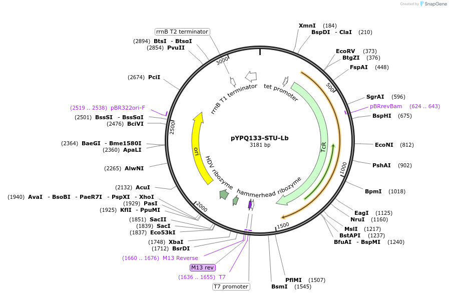 138102-plasmid-map-sequence-id-271960