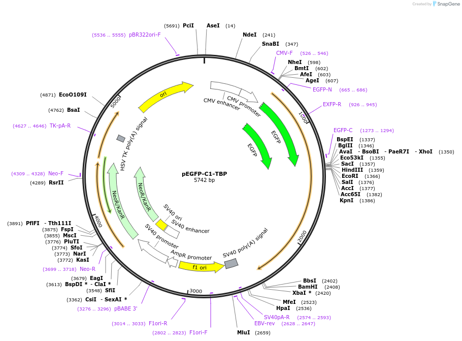 26674-plasmid-map-sequence-id-271963