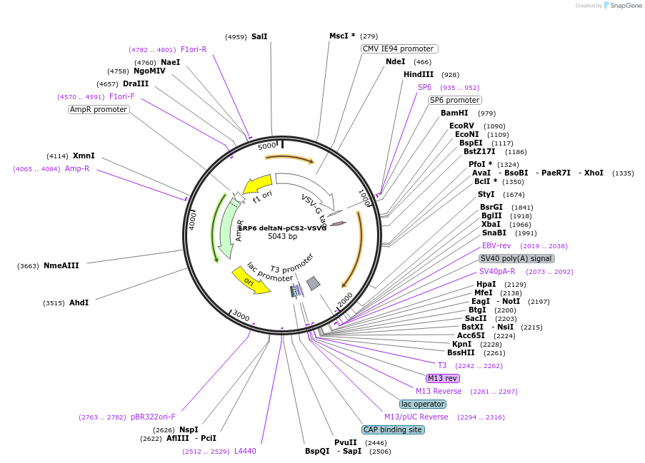 27281-plasmid-map-sequence-id-271964