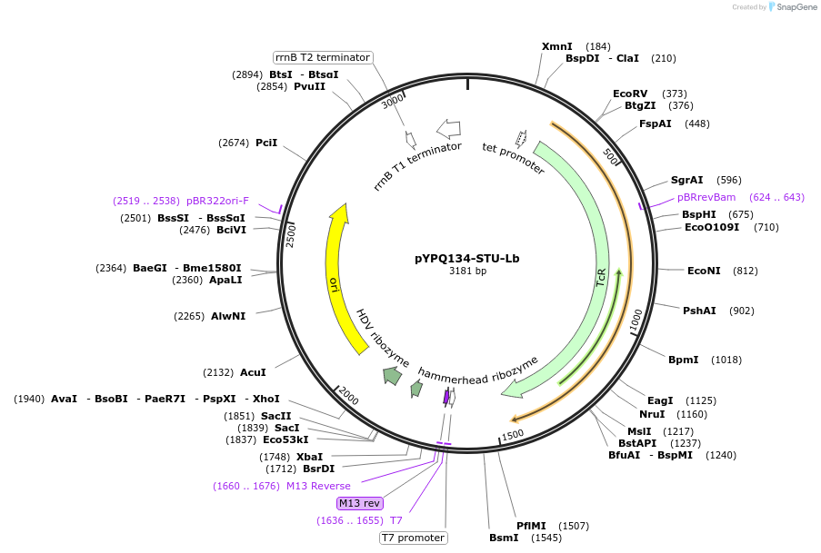 138105-plasmid-map-sequence-id-271967