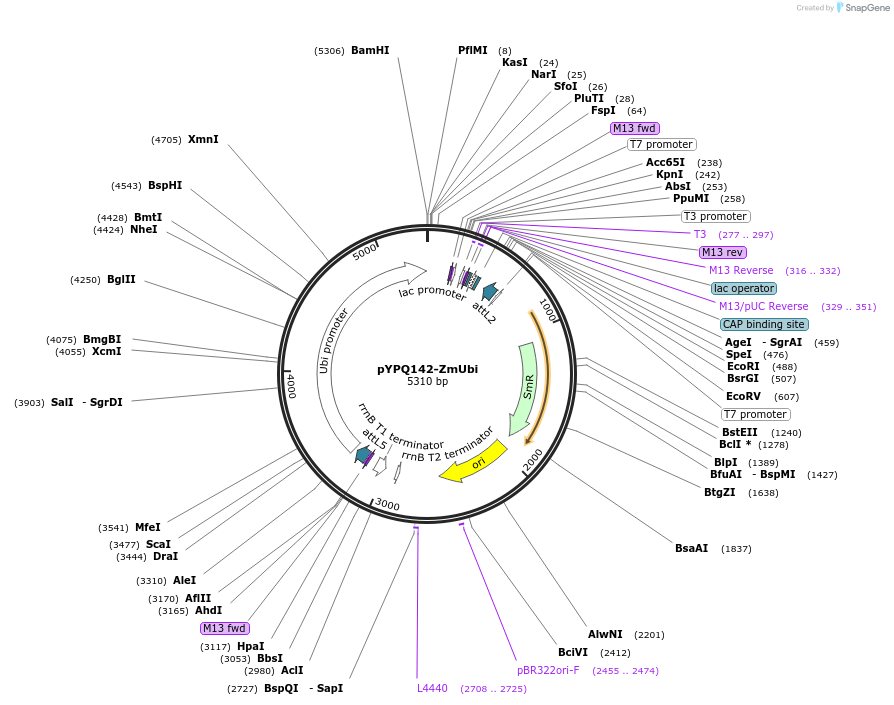 138106-plasmid-map-sequence-id-271970