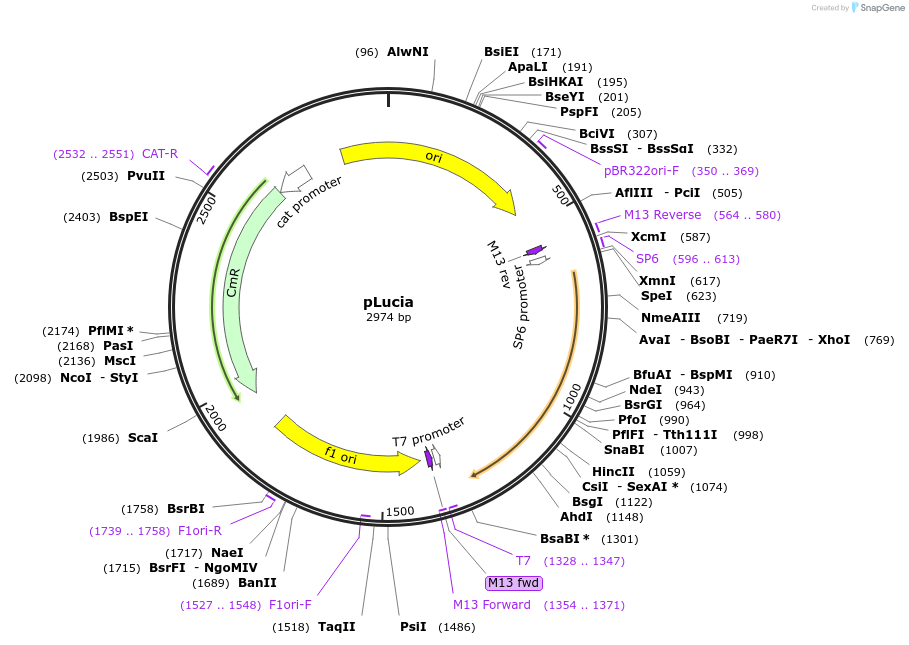 135287-plasmid-map-sequence-id-271973