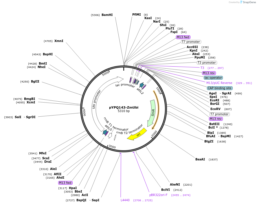 138107-plasmid-map-sequence-id-271975