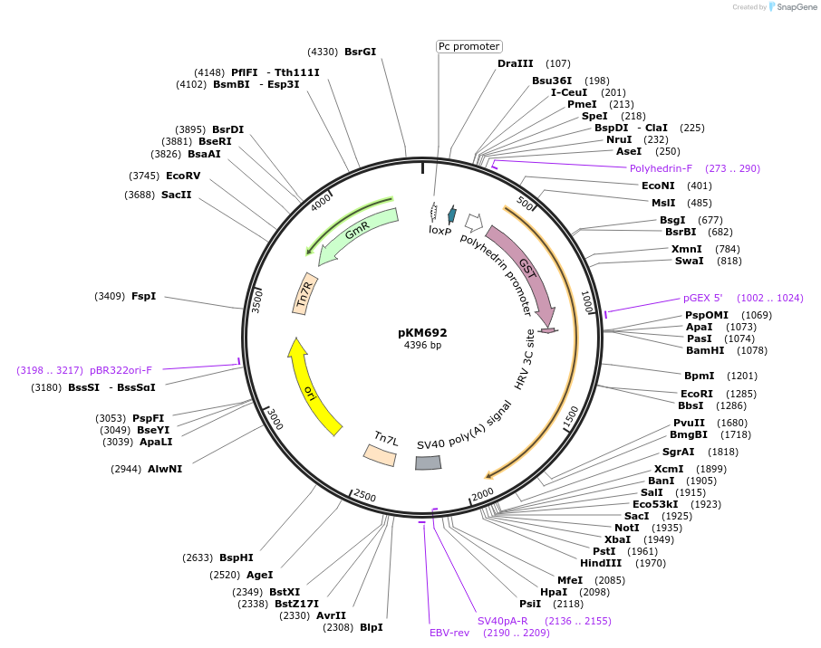134224-plasmid-map-sequence-id-271979