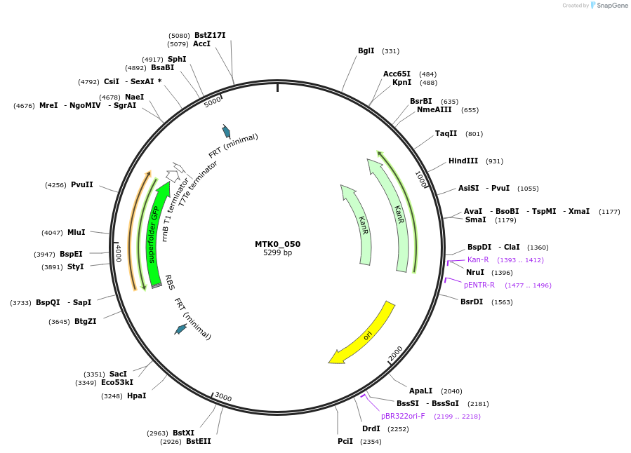 123947-plasmid-map-sequence-id-271981