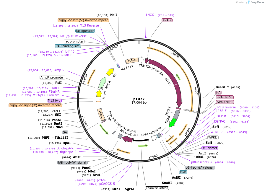 137879-plasmid-map-sequence-id-271982
