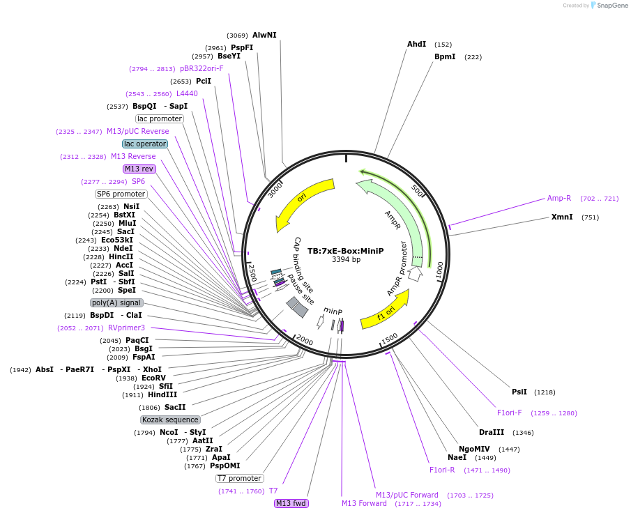 133880-plasmid-map-sequence-id-271994