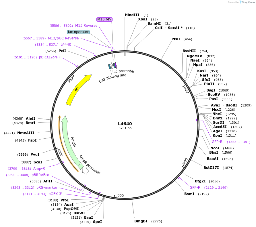 1662-plasmid-map-sequence-id-272