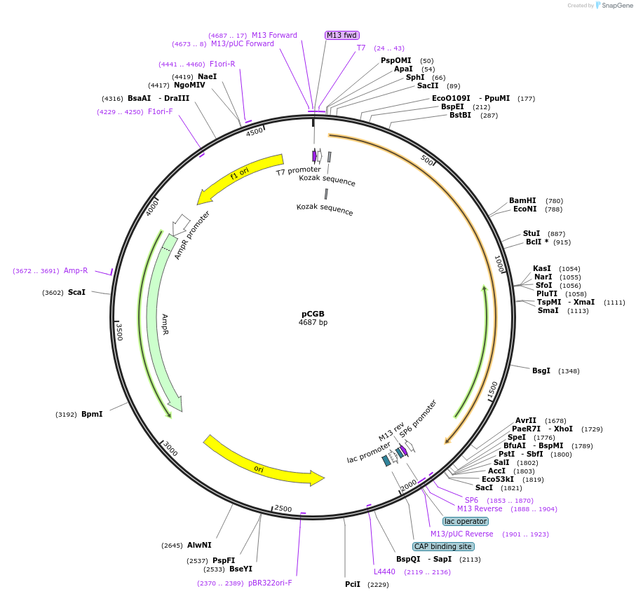 135283-plasmid-map-sequence-id-272001