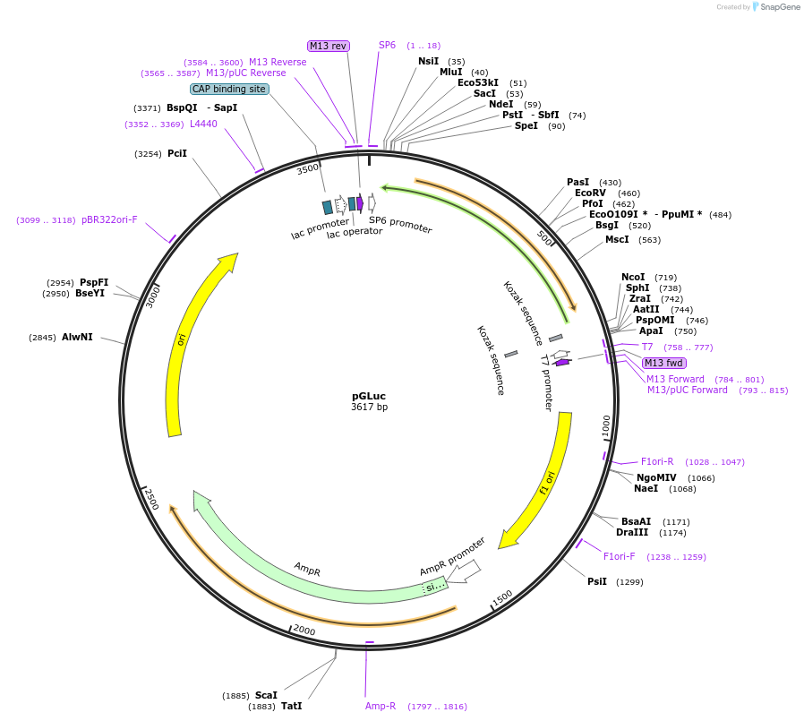 135288-plasmid-map-sequence-id-272003