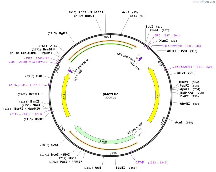 135286-plasmid-map-sequence-id-272004
