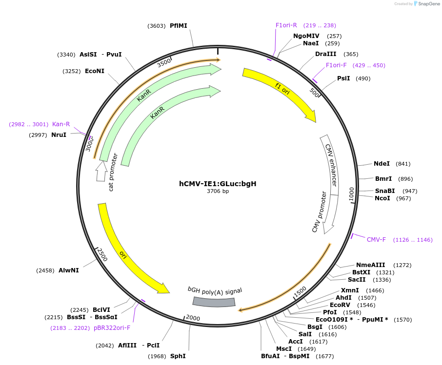 135294-plasmid-map-sequence-id-272005