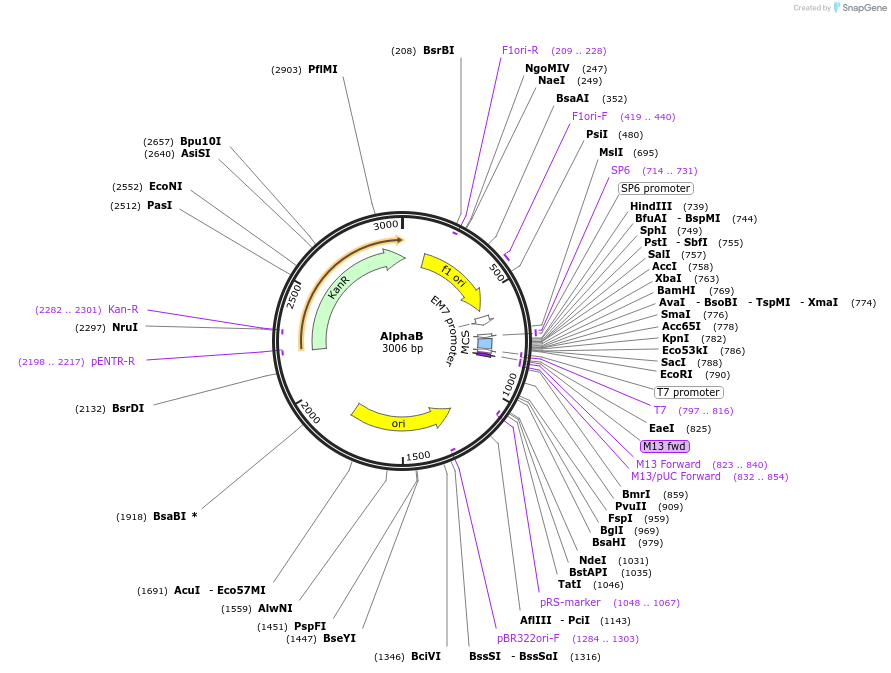 124524-plasmid-map-sequence-id-272009