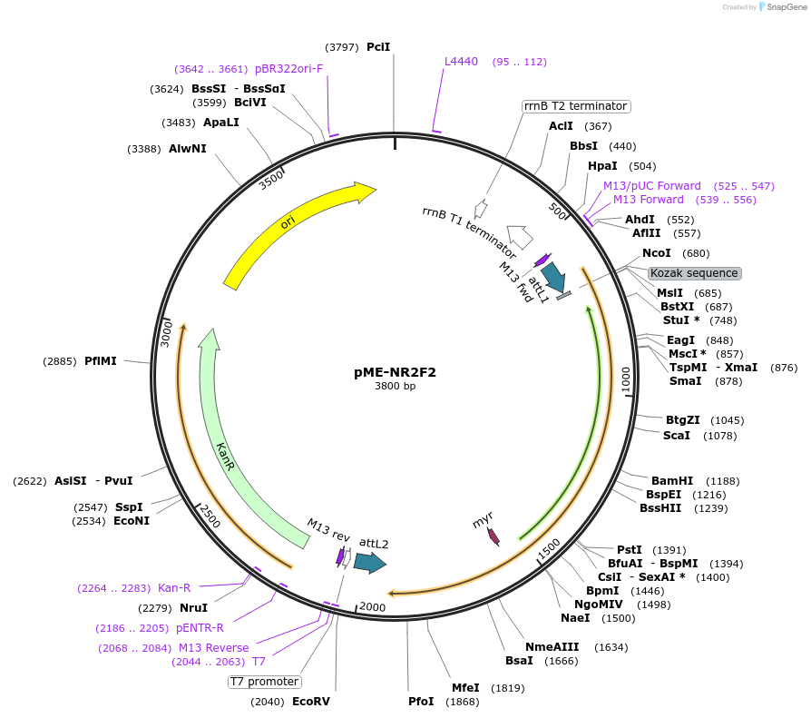 138359-plasmid-map-sequence-id-272012
