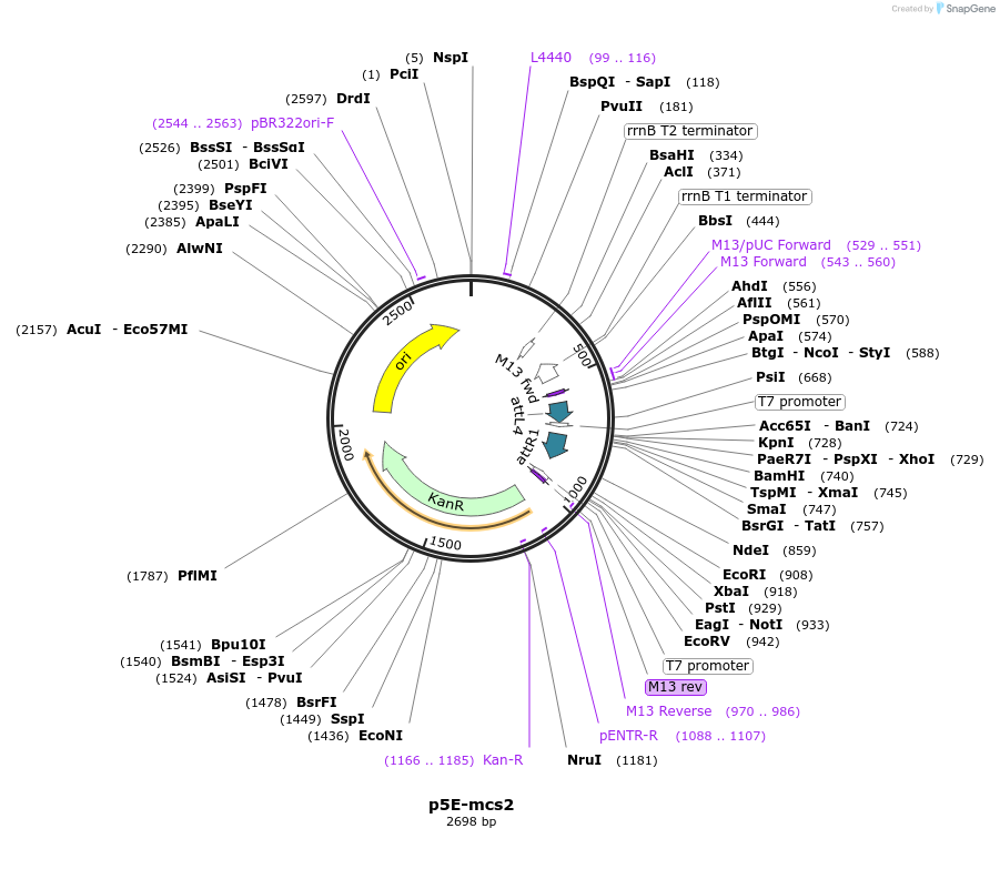 138362-plasmid-map-sequence-id-272016