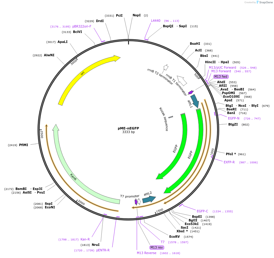 138363-plasmid-map-sequence-id-272018