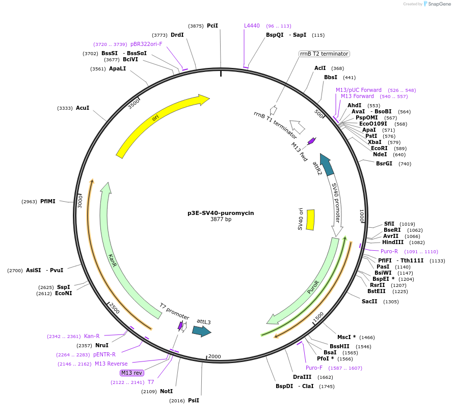 138358-plasmid-map-sequence-id-272019