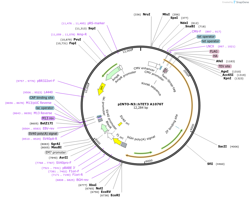 136368-plasmid-map-sequence-id-272020