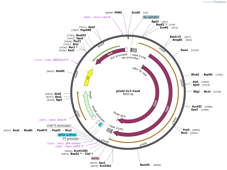 124890-plasmid-map-sequence-id-272023