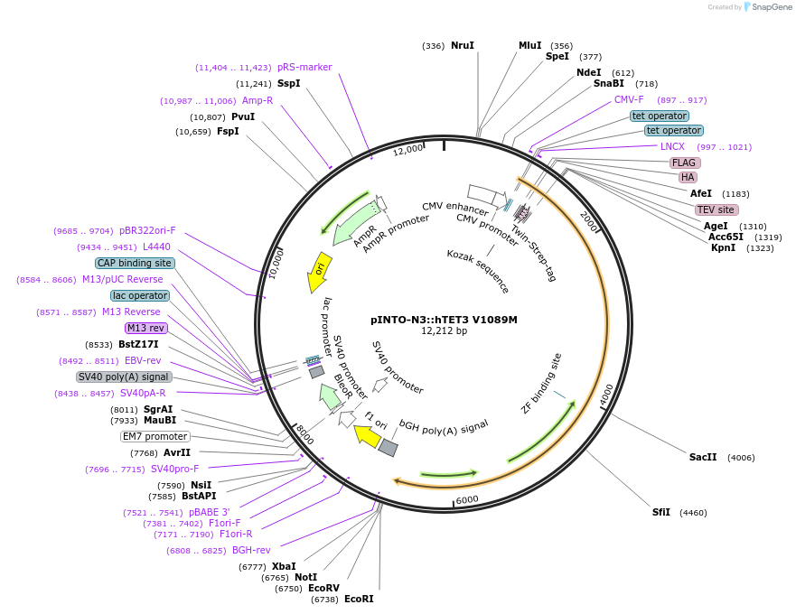 136369-plasmid-map-sequence-id-272033