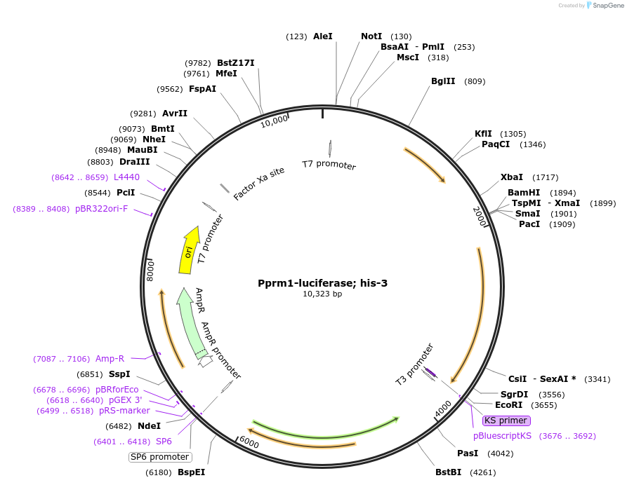 137728-plasmid-map-sequence-id-272035