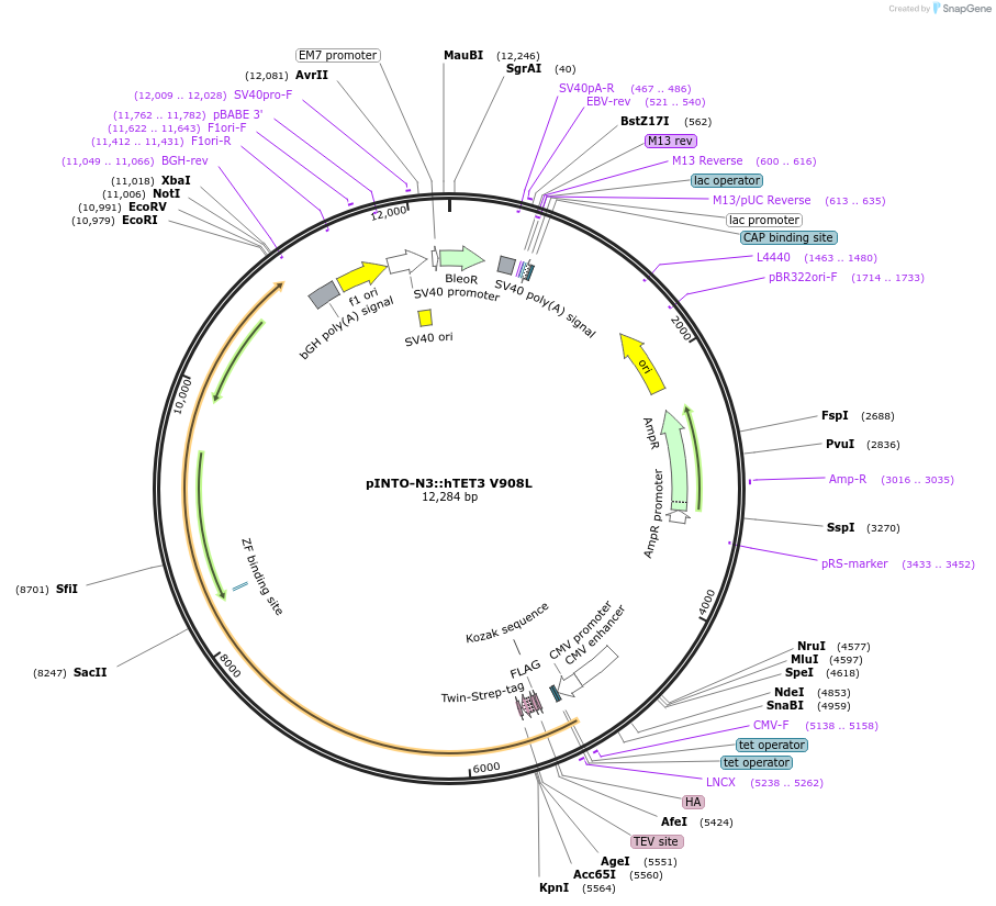 136370-plasmid-map-sequence-id-272036
