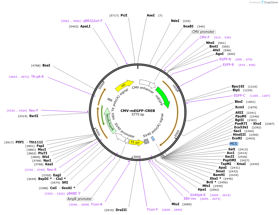 137001-plasmid-map-sequence-id-272039