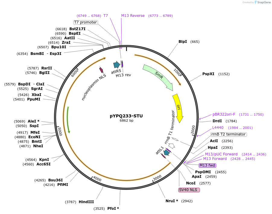 138111-plasmid-map-sequence-id-272043