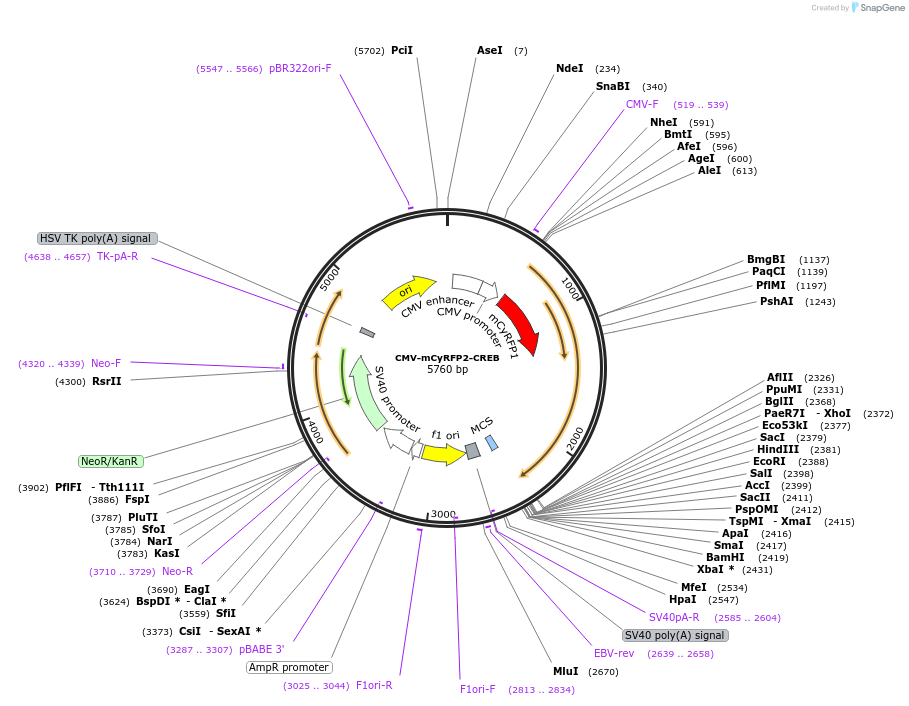 137003-plasmid-map-sequence-id-272044
