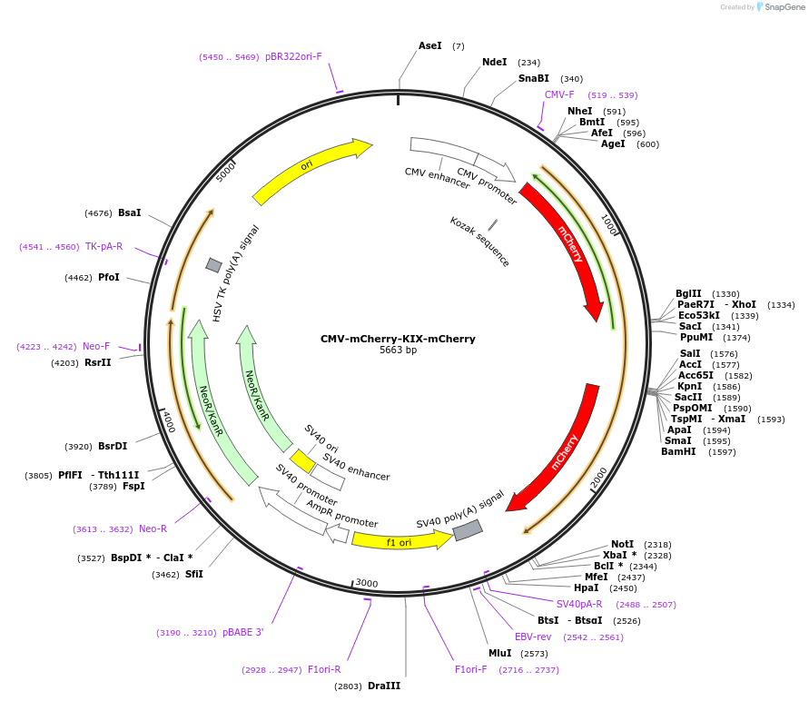137004-plasmid-map-sequence-id-272046