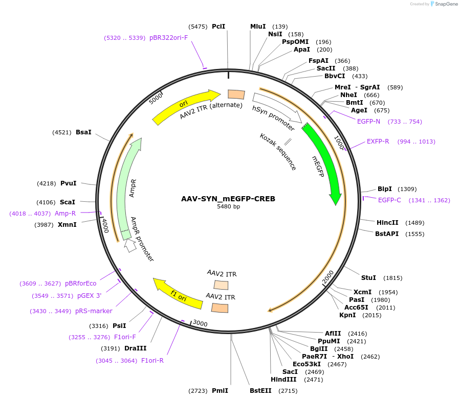 137006-plasmid-map-sequence-id-272048