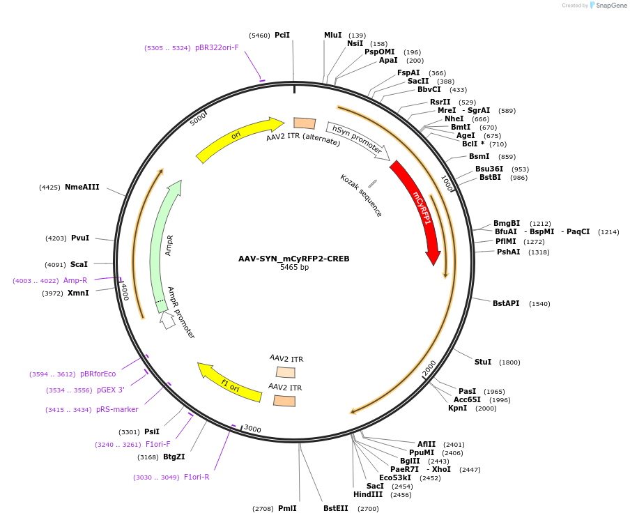 137008-plasmid-map-sequence-id-272050