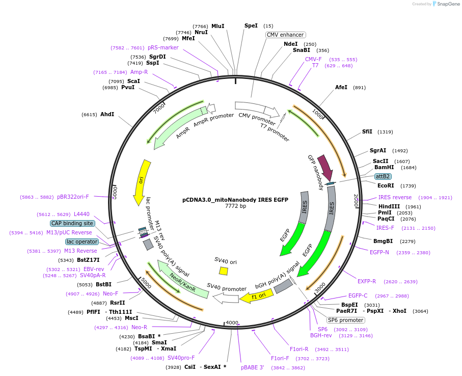 136621-plasmid-map-sequence-id-272052