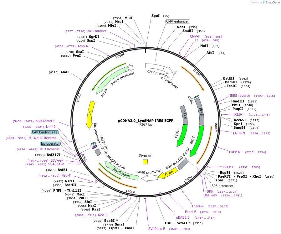 136625-plasmid-map-sequence-id-272059