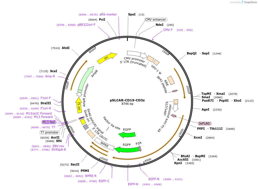 135993-plasmid-map-sequence-id-272062