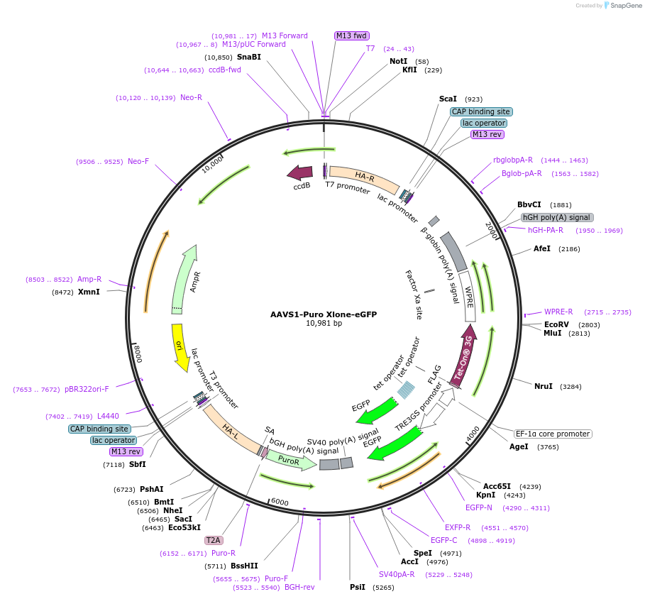 136936-plasmid-map-sequence-id-272068