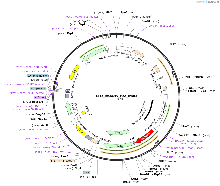 135003-plasmid-map-sequence-id-272070
