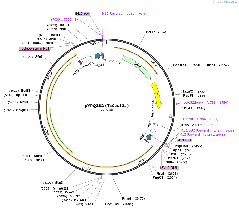 138114-plasmid-map-sequence-id-272071