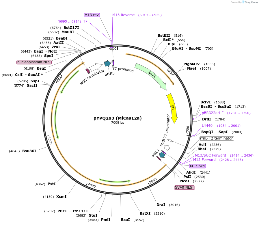 138115-plasmid-map-sequence-id-272072