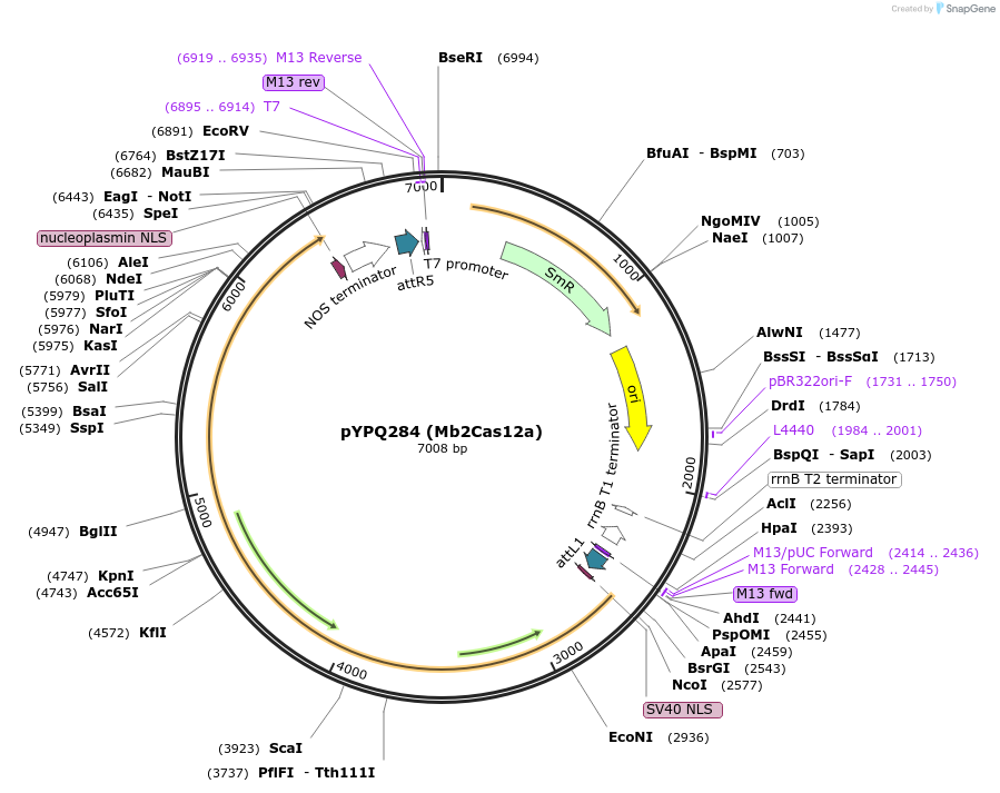 138116-plasmid-map-sequence-id-272073
