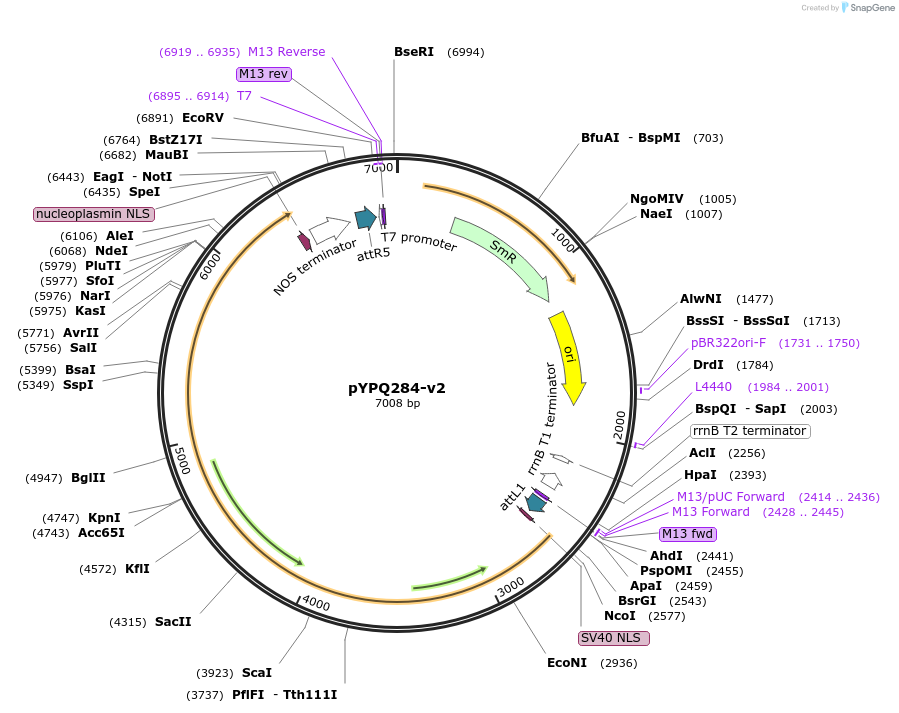 138119-plasmid-map-sequence-id-272076