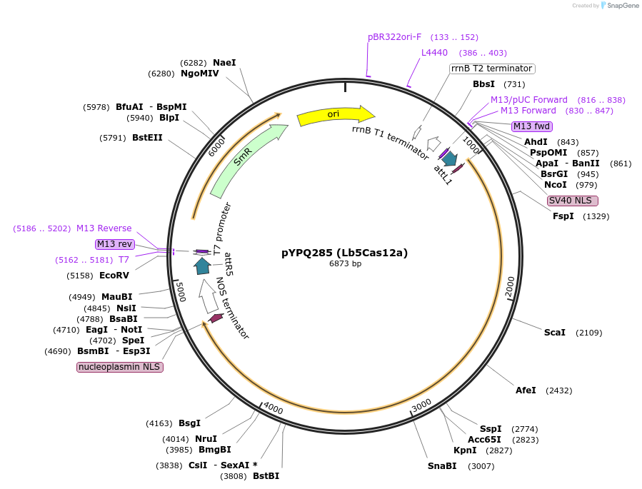 138120-plasmid-map-sequence-id-272077