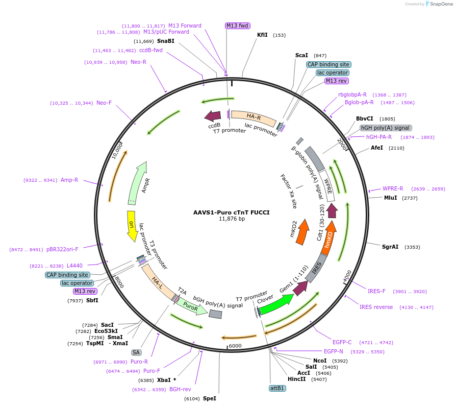 136935-plasmid-map-sequence-id-272078