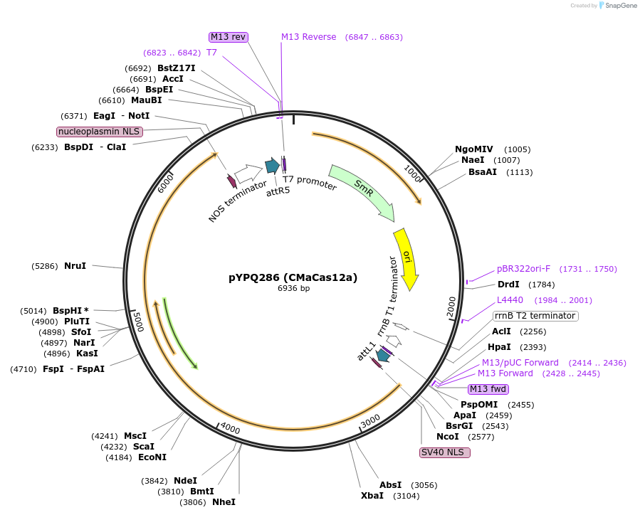 138122-plasmid-map-sequence-id-272080